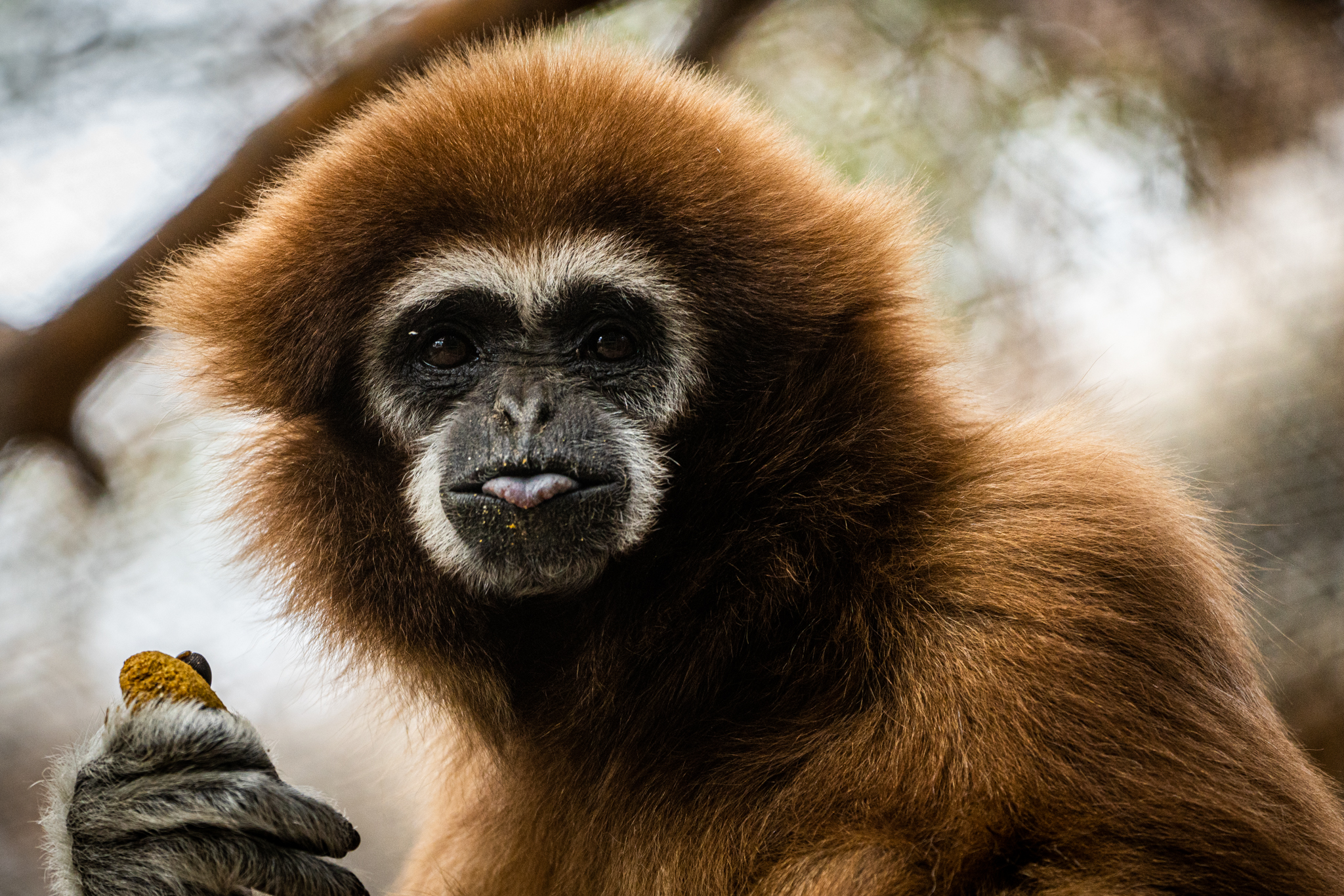 Gibbon Photo by Ashley Bown